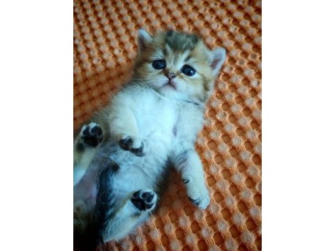 Ny 25 tatlı bir minnoş oğlan british shorthair