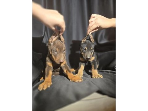 Orjinal doberman köpekleri