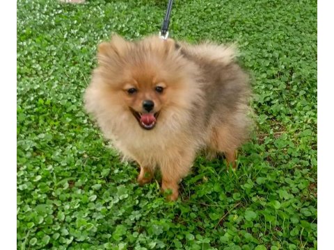 Turuncu pomeranian spitz erkek uygun
