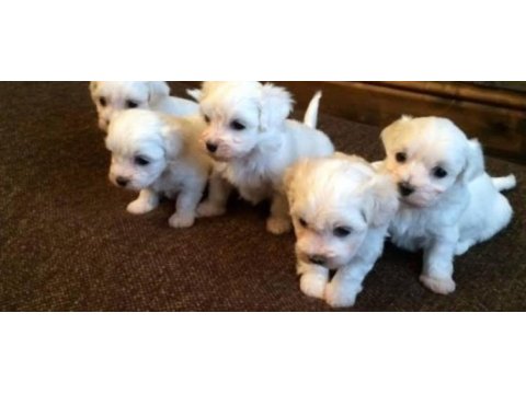 Maltese terrier güzeller güzeli sıfır numara