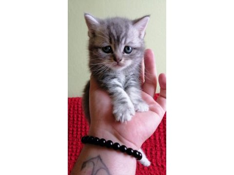 Scottish fold yavruları