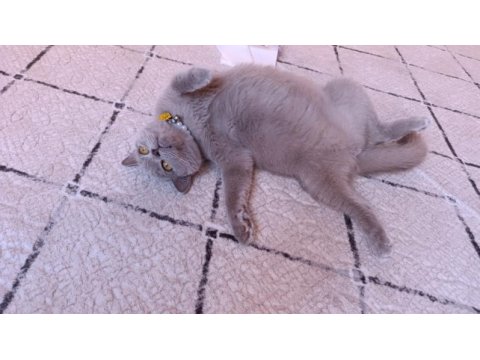 British shorthair mery kızımıza yuva arıyoruz