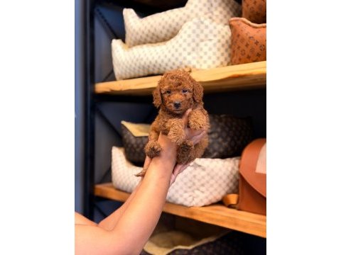 Toy poodle ayarında maltipoo