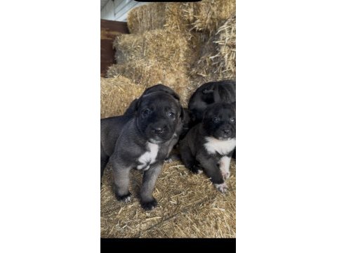 Üst kalite safkan sivas kangal yavrularımız