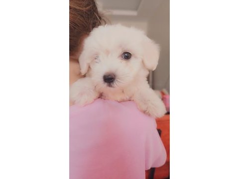 Maltese terrier orjinal malta köpeği