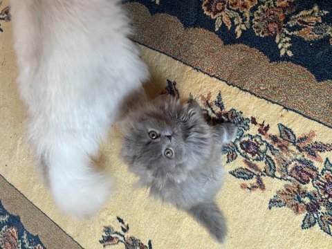 Scottish fold