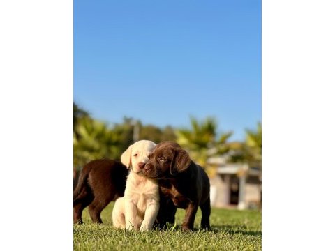 Labrador retrıever yavruları ıstanbul 