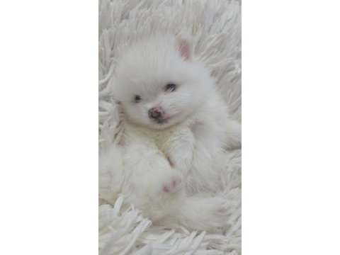 10 güne hazır kar beyaz yavru köpekler