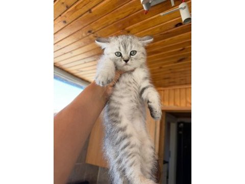 Silver british shorthair güzellikler teslime hazır