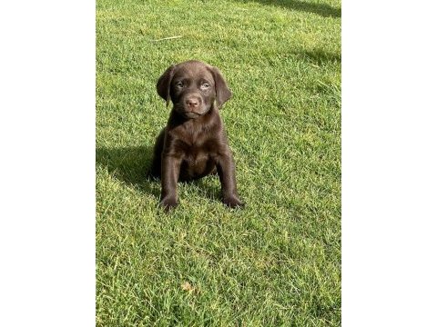 Kahve tüyleri iri patileriyle gerçek labrador retriever