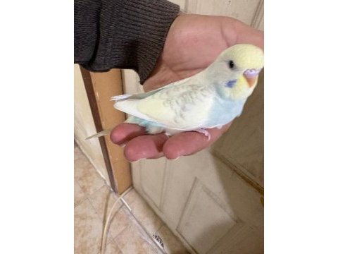 30 günlük renk güzeli oğlan muhabbet kuşu