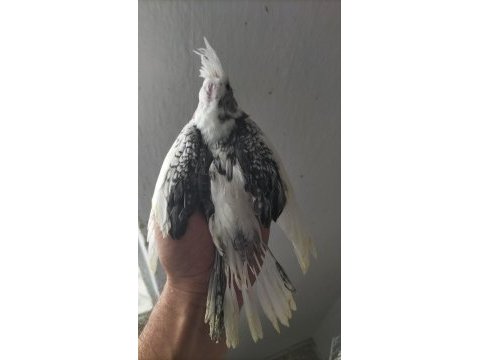 Ele alıştırmalık sultan papağanı yavrusu