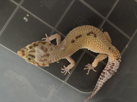 Leopar gecko