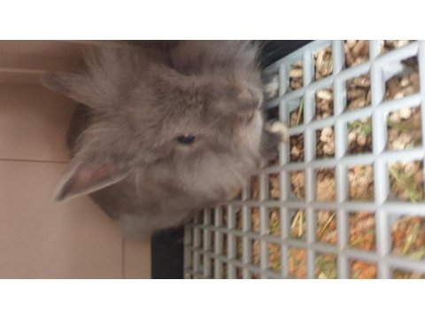 Lop cüce tavşan