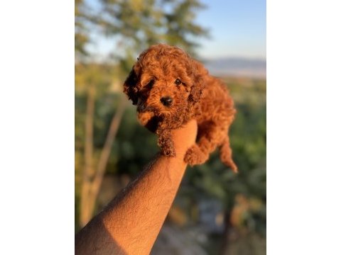 Red brown erkek dişi garantili toy poodle