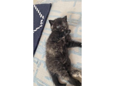 İnci taneleri kedilerimiz