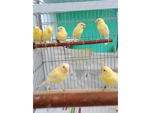 Manılua kanaryalar