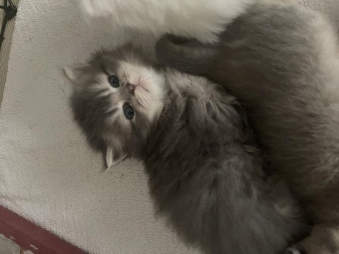 Scottish tabby british longhair erkek ve dişi 2 aylık