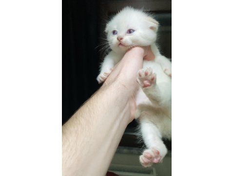 Kar beyazı maviş scottish fold bebeğimiz