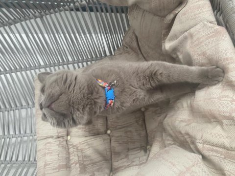 Güzeller güzeli british shorthair mia