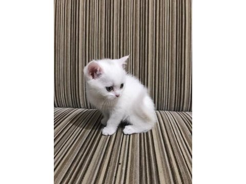 Beyaz dişi british shorthair yavru