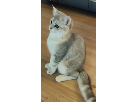 Şafkan british shorthair
