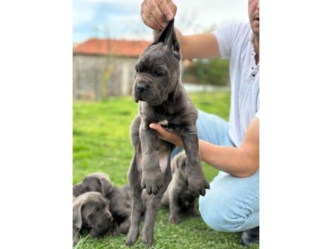 Blue cane corso yavrular
