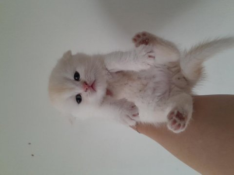 Scottish fold ve scottish straight erkek ve dişi