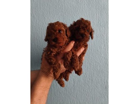 Red brown kore kan poodle