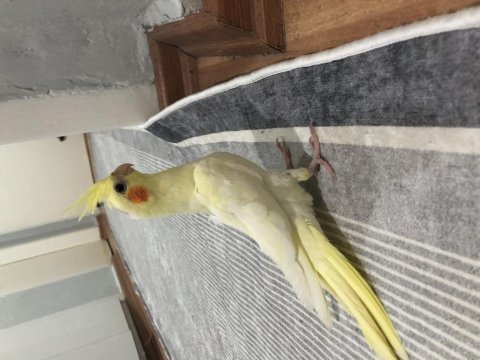 Yavru sultan papağanı