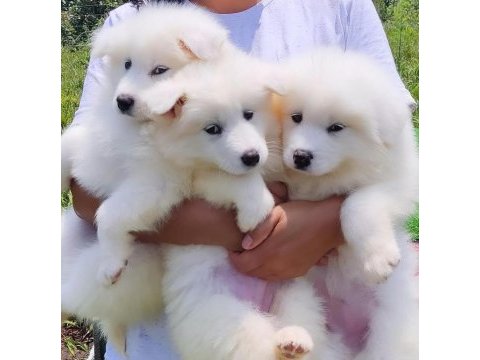 Pamuk gibi samoyed yavruları