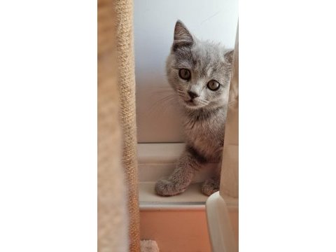 Minnoş saf ırk british shorthair