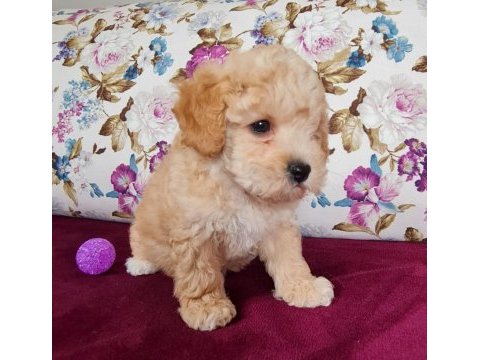 Sun kennels üretim çiftliğinden poodle bebekler