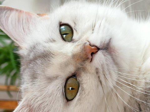 Safkan şecereli dişi british shorthair