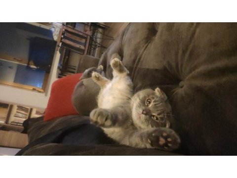 Scottish fold sırrı bey