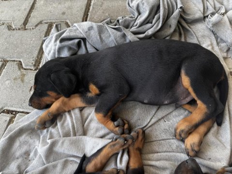 25 nisan doğumlu doberman yavruları