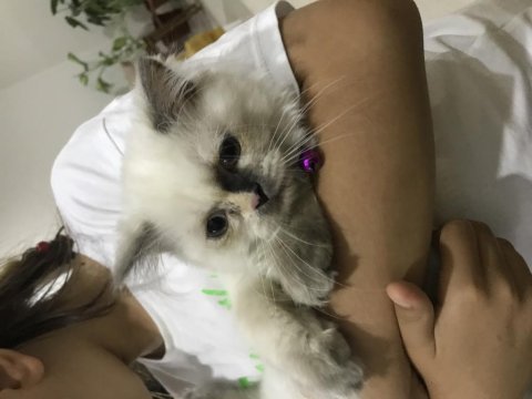 4 aylık dişi himalayan exotic yavrumuz