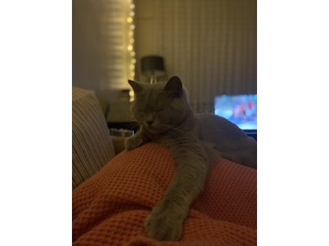 British shorthair gri 2 yaşında dişi