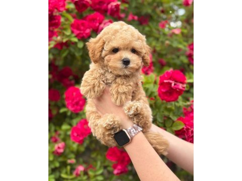 Efsane maltipoo yavrular