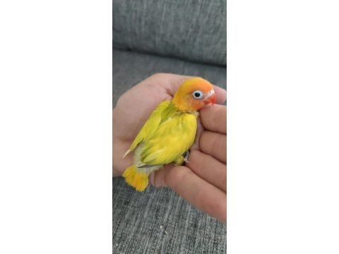 Cennet papağanı elle besleme