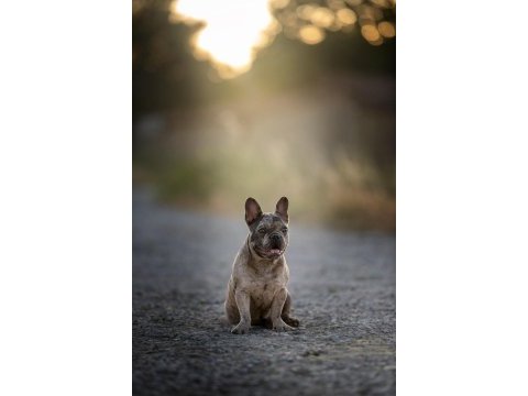 Takip şartıyla ücretsiz sahiplendirme french bulldog