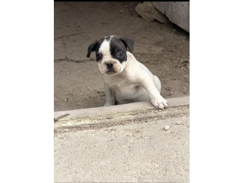 Dişi french bulldog yavrusu
