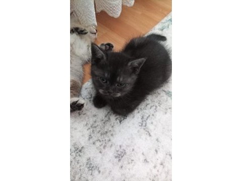 British shorthair 40 günlük
