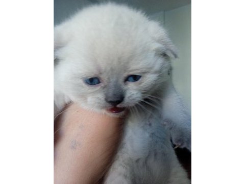 Yavrularımız yeni sahibini arıyor scottish fold