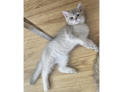Dünya güzeli golden ay11 erkek british shorthair