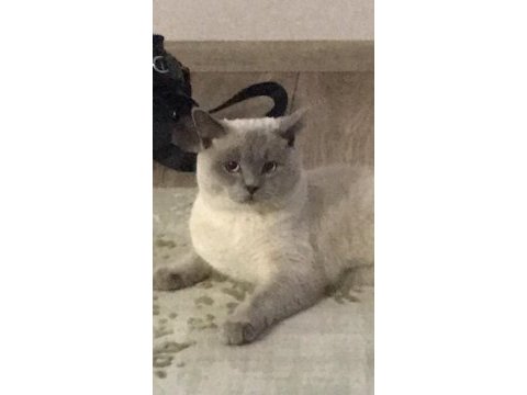 British shorthair blue point oğlumuza eş arıyoruz