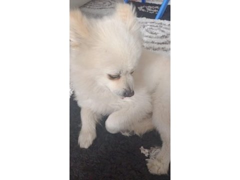 Acil pomeranian boo