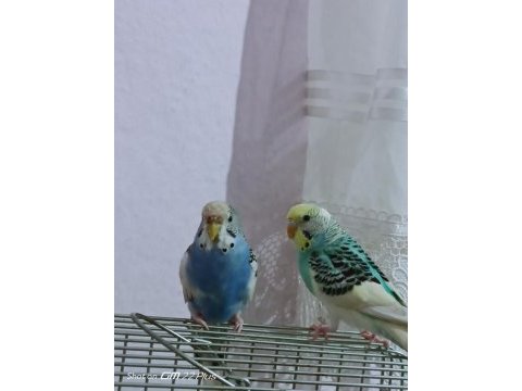 Bir çift muhabbet kuşu