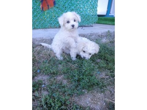 Orijinal maltese terrier yavrularımız