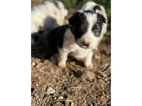 Üreticiden border collie yavrularımız